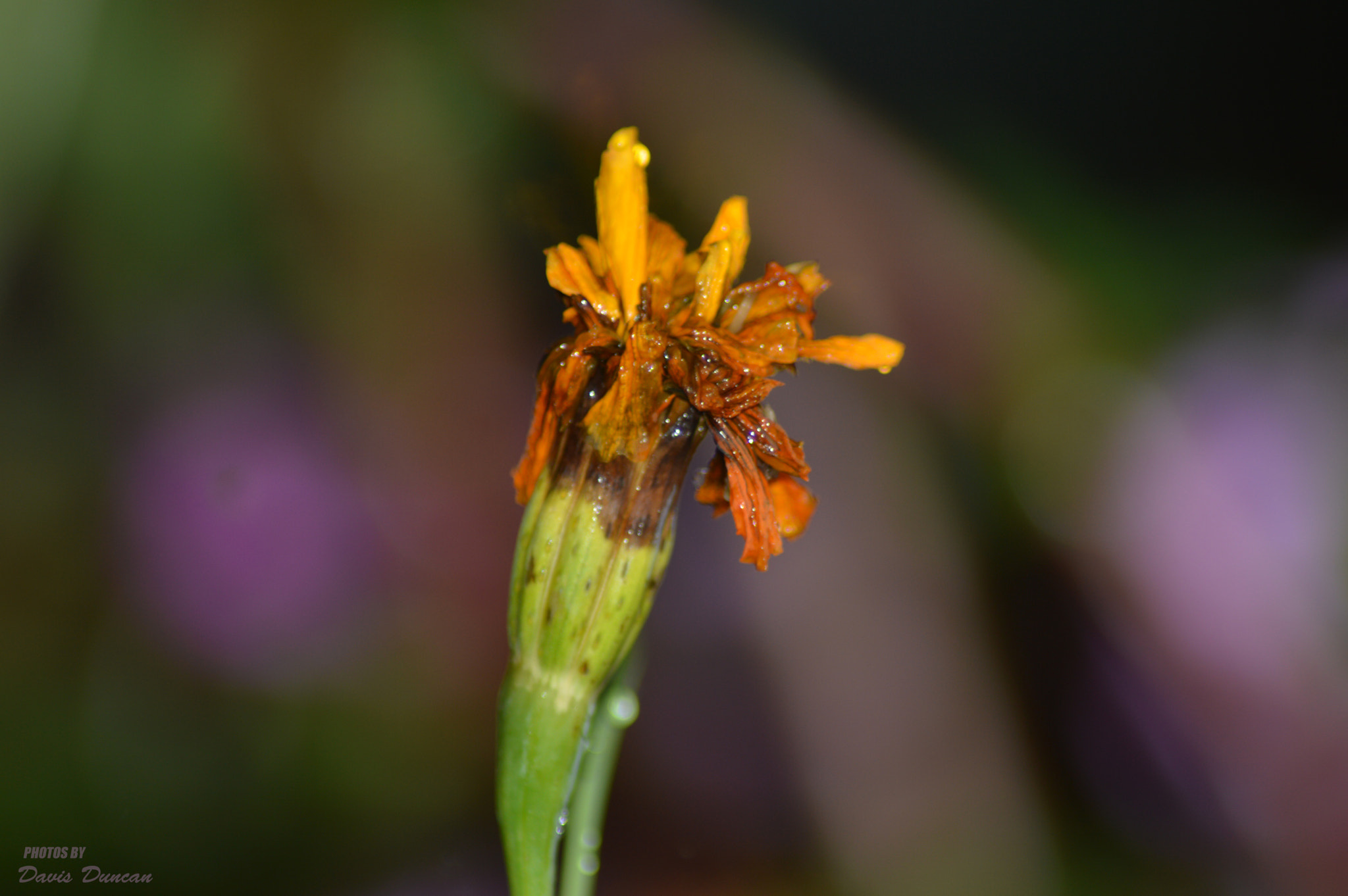 Nikon D3200 sample photo. Saying goodbye photography
