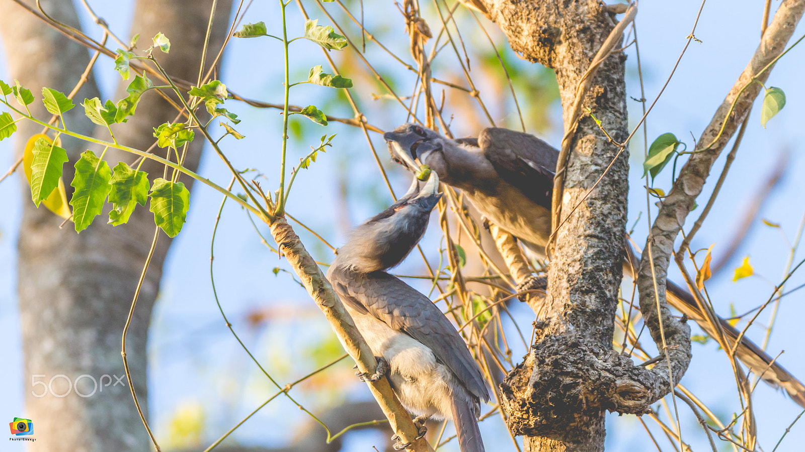 150-600mm F5-6.3 DG OS HSM | Contemporary 015 sample photo. Malabar grey hornbill photography