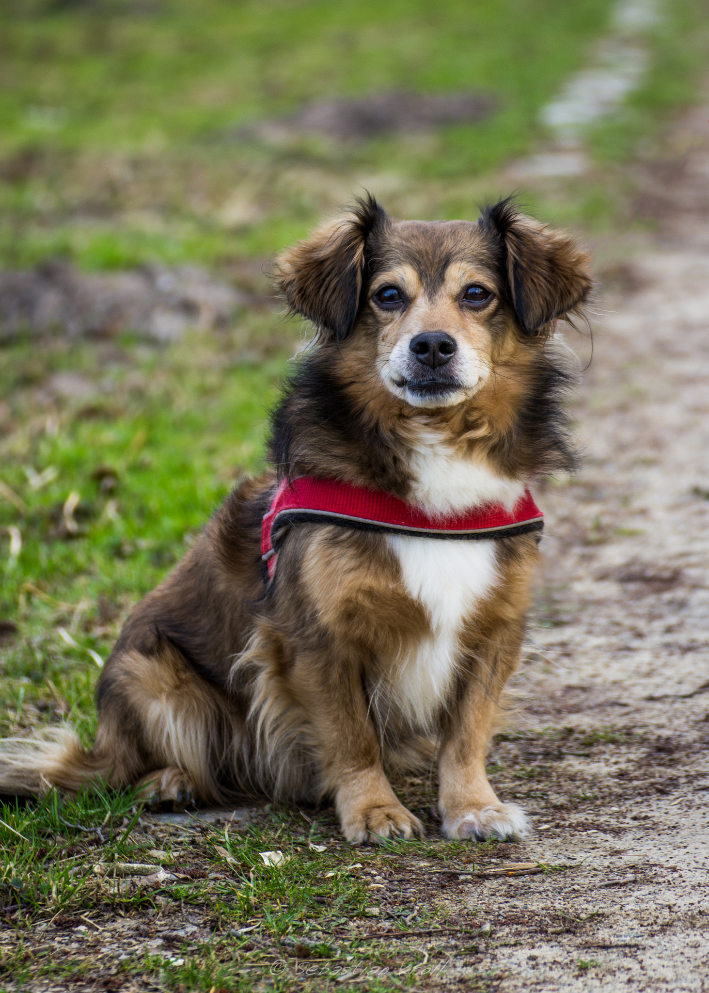 Canon EOS 1200D (EOS Rebel T5 / EOS Kiss X70 / EOS Hi) sample photo. My dog photography