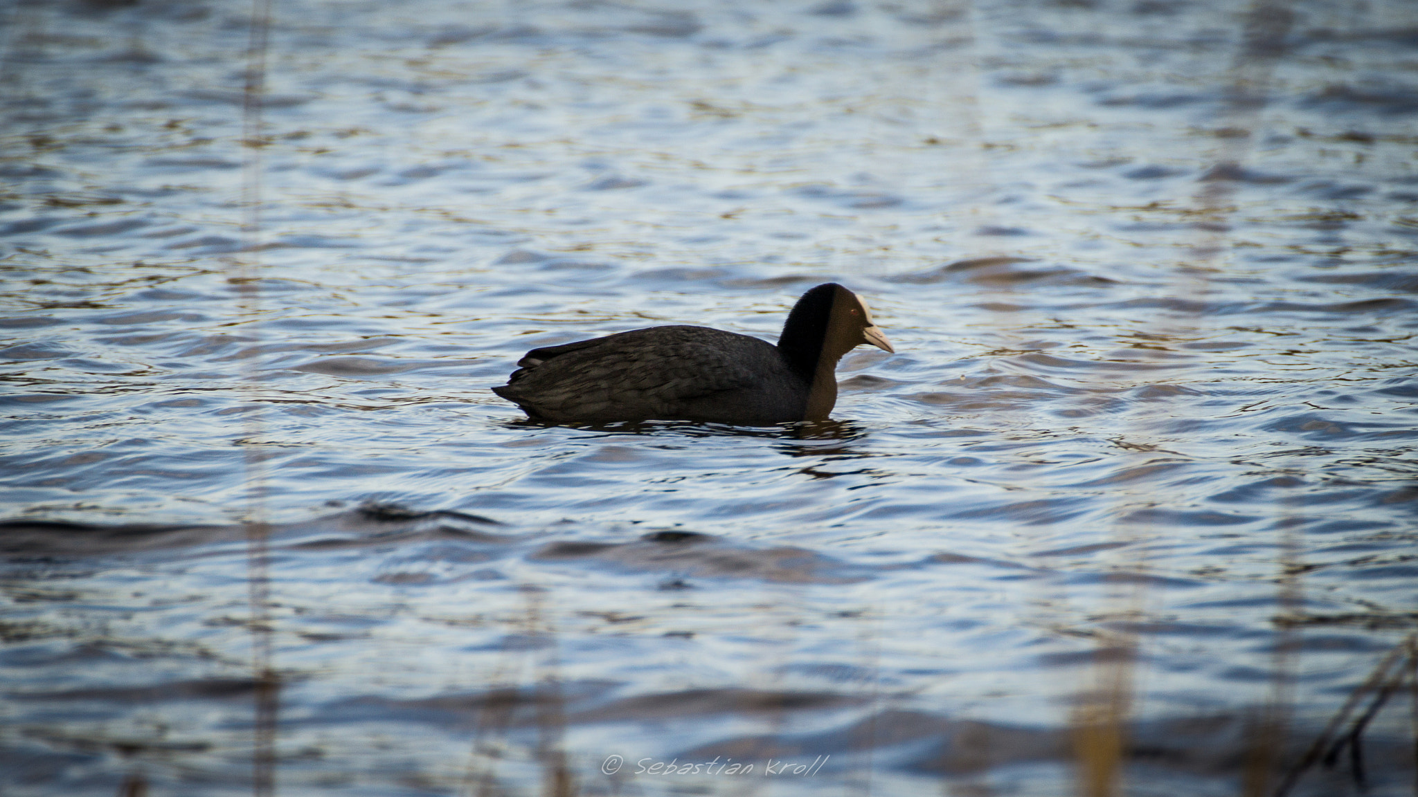 Canon EOS 1200D (EOS Rebel T5 / EOS Kiss X70 / EOS Hi) sample photo. Duck on the water photography
