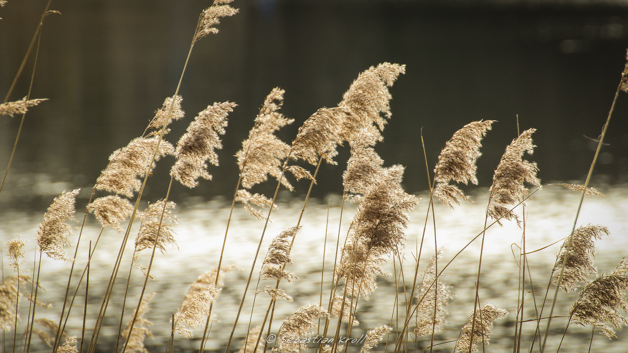 Canon EOS 1200D (EOS Rebel T5 / EOS Kiss X70 / EOS Hi) sample photo. Plants at a lake photography
