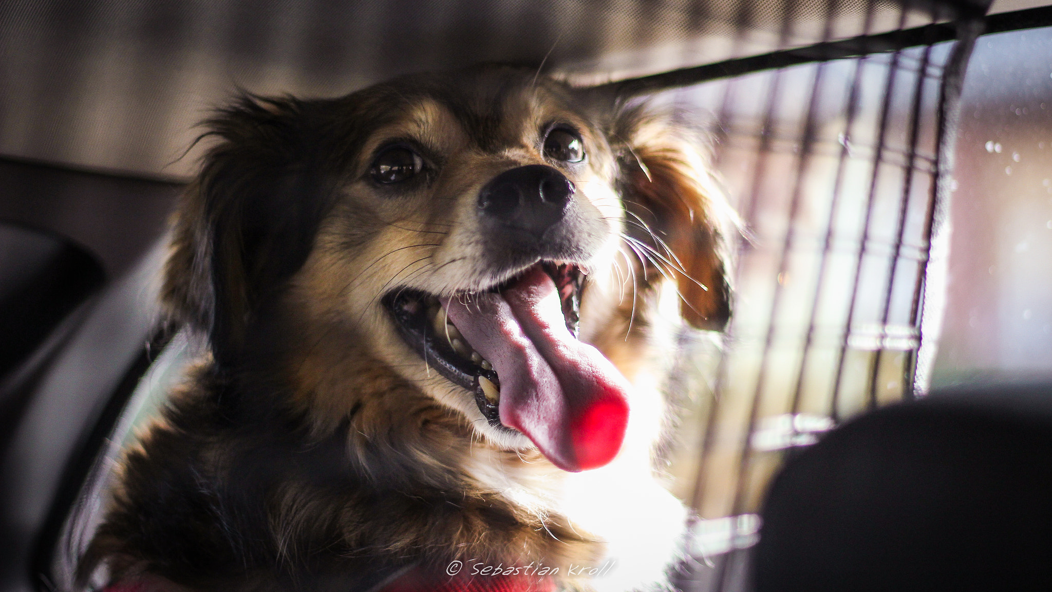 Canon EOS 1200D (EOS Rebel T5 / EOS Kiss X70 / EOS Hi) + Canon EF 50mm F1.8 II sample photo. My dog in the trunk of the car photography