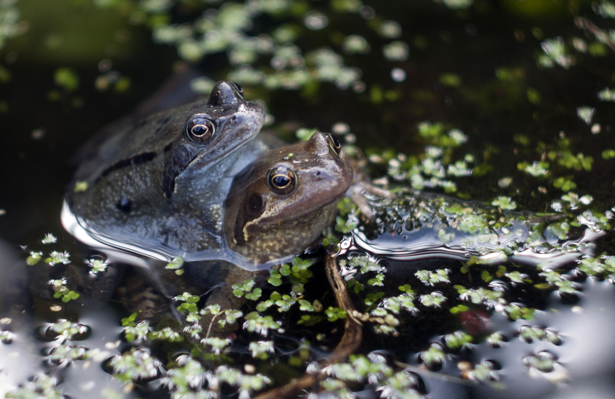 Sony Alpha DSLR-A290 + Minolta AF 50mm F1.7 sample photo. Frog porn photography