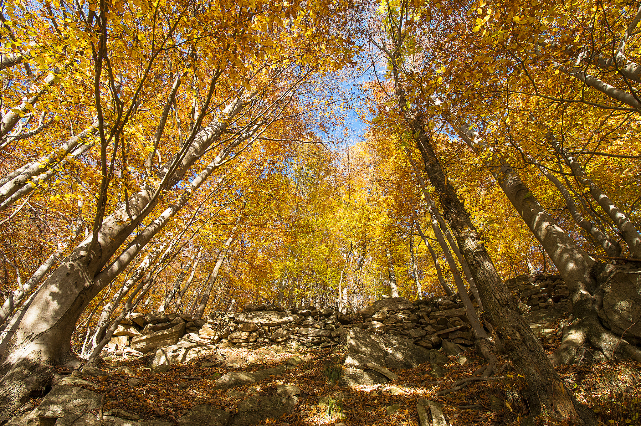 Nikon D300S sample photo. Autumn trees photography