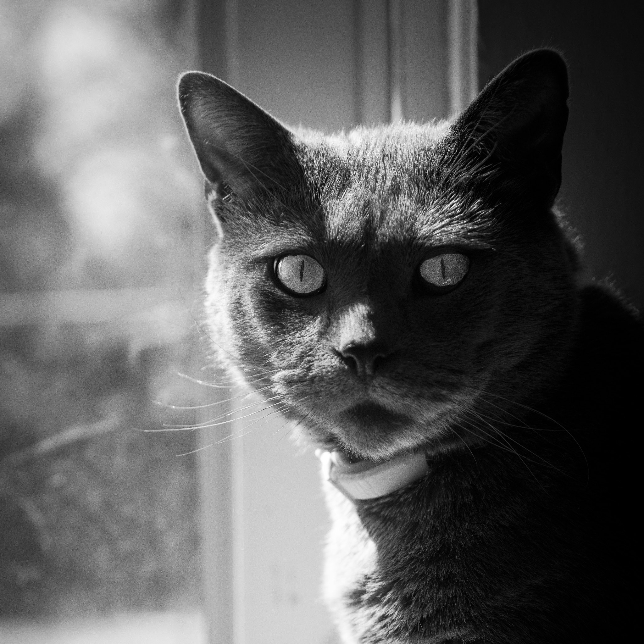 Nikon AF Nikkor 24-85mm F2.8-4D IF sample photo. Majestic moe photography