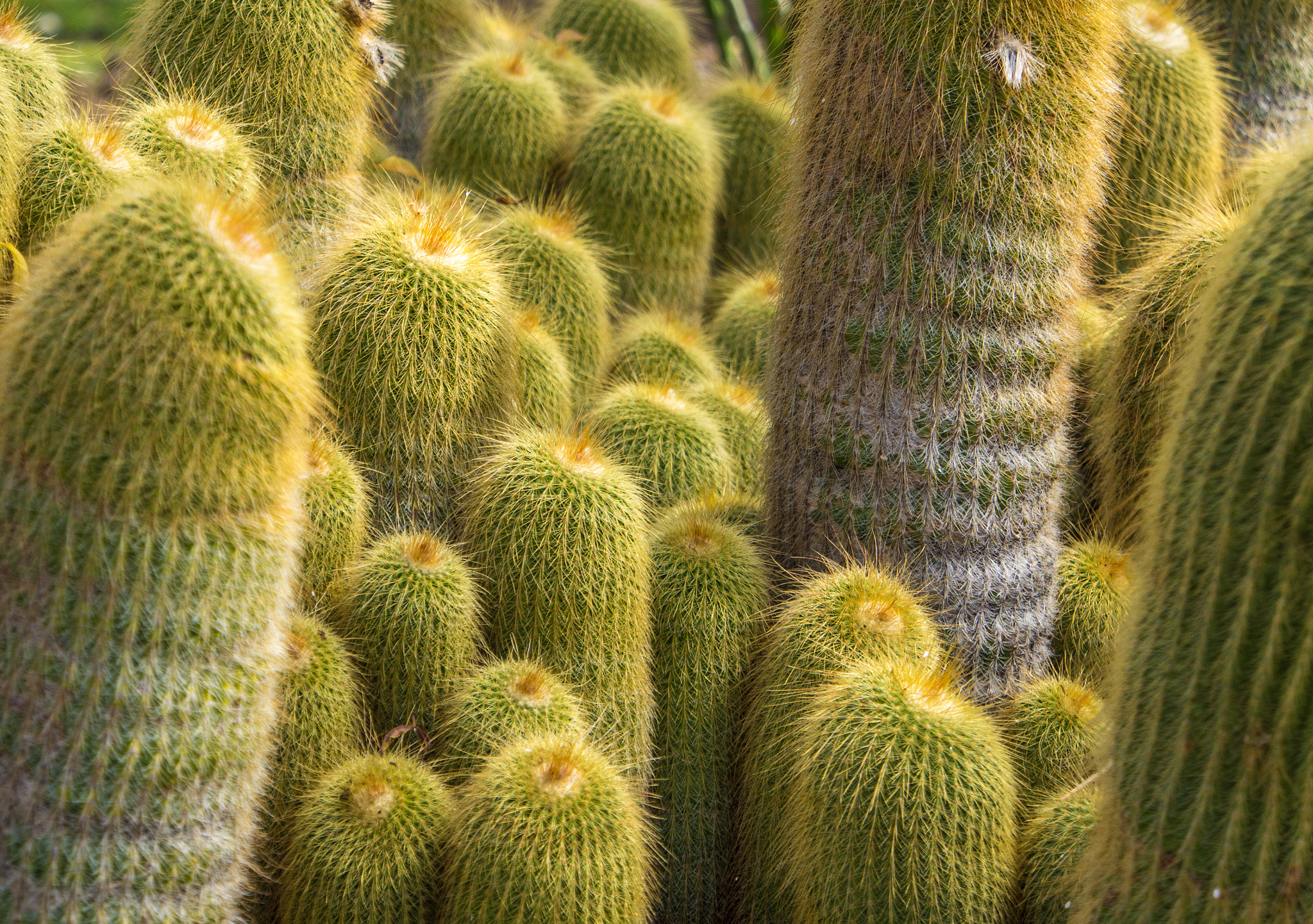 Olympus OM-D E-M5 sample photo. Fluffy cactuses photography