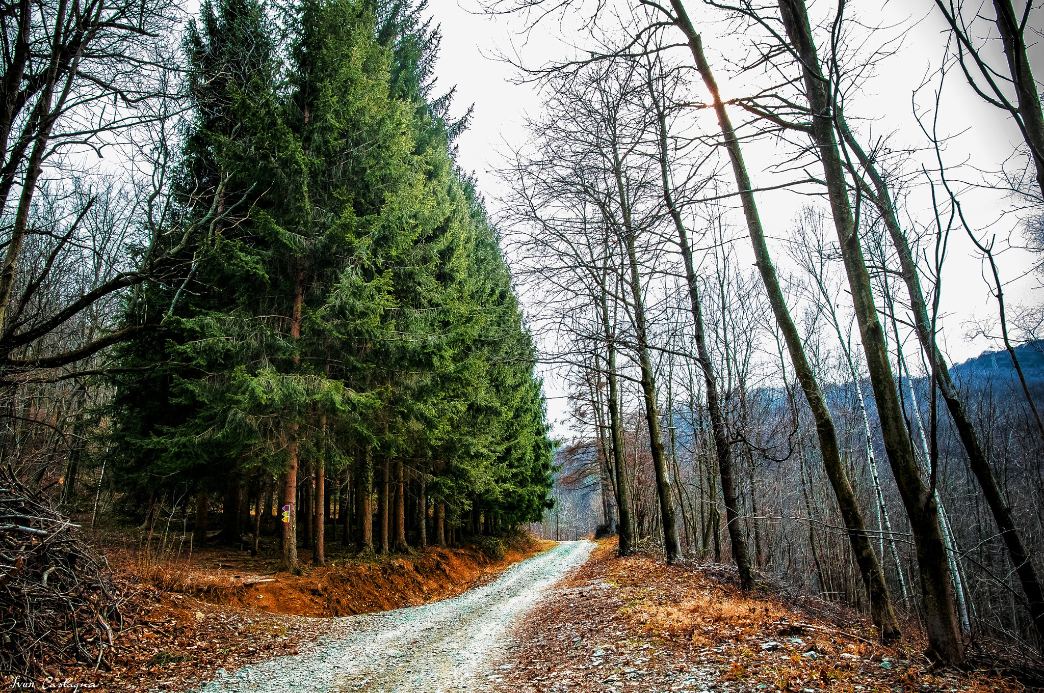 Nikon D5300 sample photo. Road in the green photography