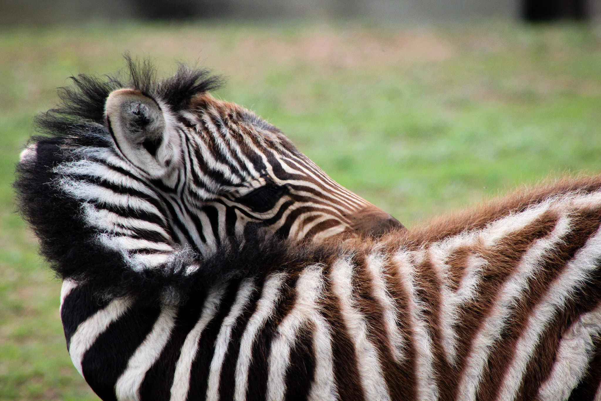 Canon EOS 600D (Rebel EOS T3i / EOS Kiss X5) + EF75-300mm f/4-5.6 sample photo. Mn zoo baby zebra 9.9.16 photography