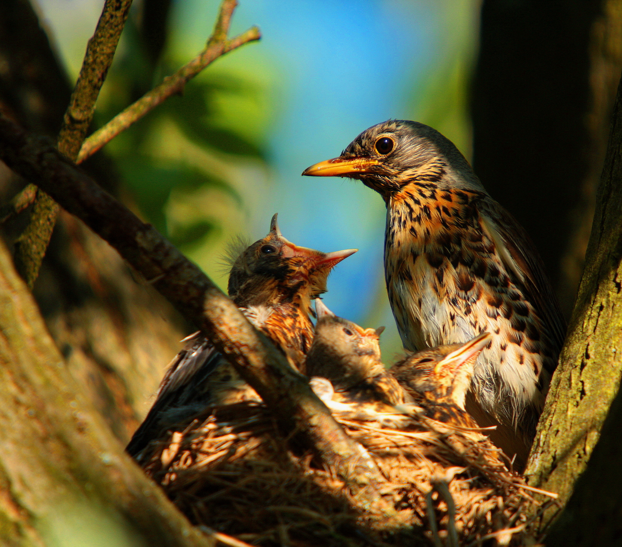 Sigma 50-500mm f/4-6.3 APO HSM EX sample photo. Turdus pilaris photography