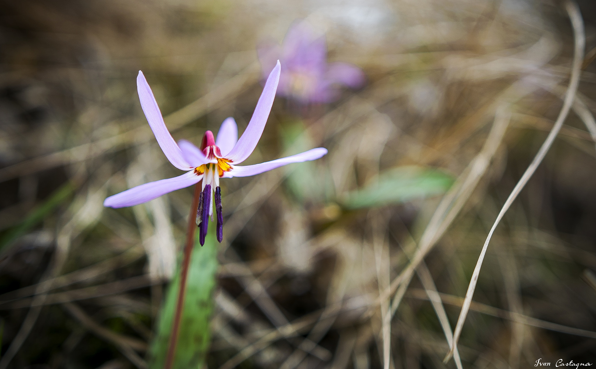 Nikon D5300 sample photo. Spring coming photography