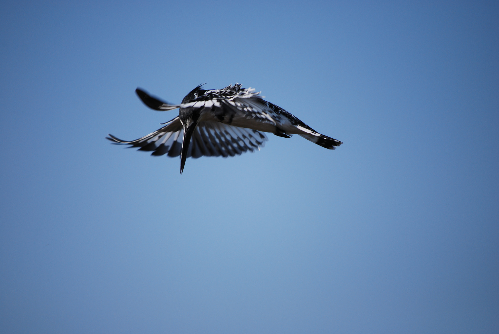 Nikon D60 sample photo. Botswana - okavango photography