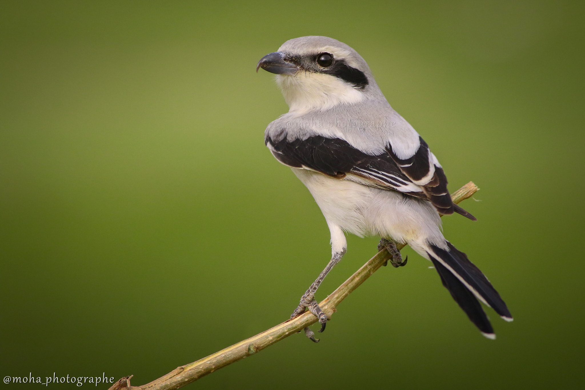 Canon EF 400mm F5.6L USM sample photo. الاسم العربي:( الصرد الرمادي الكبير) photography