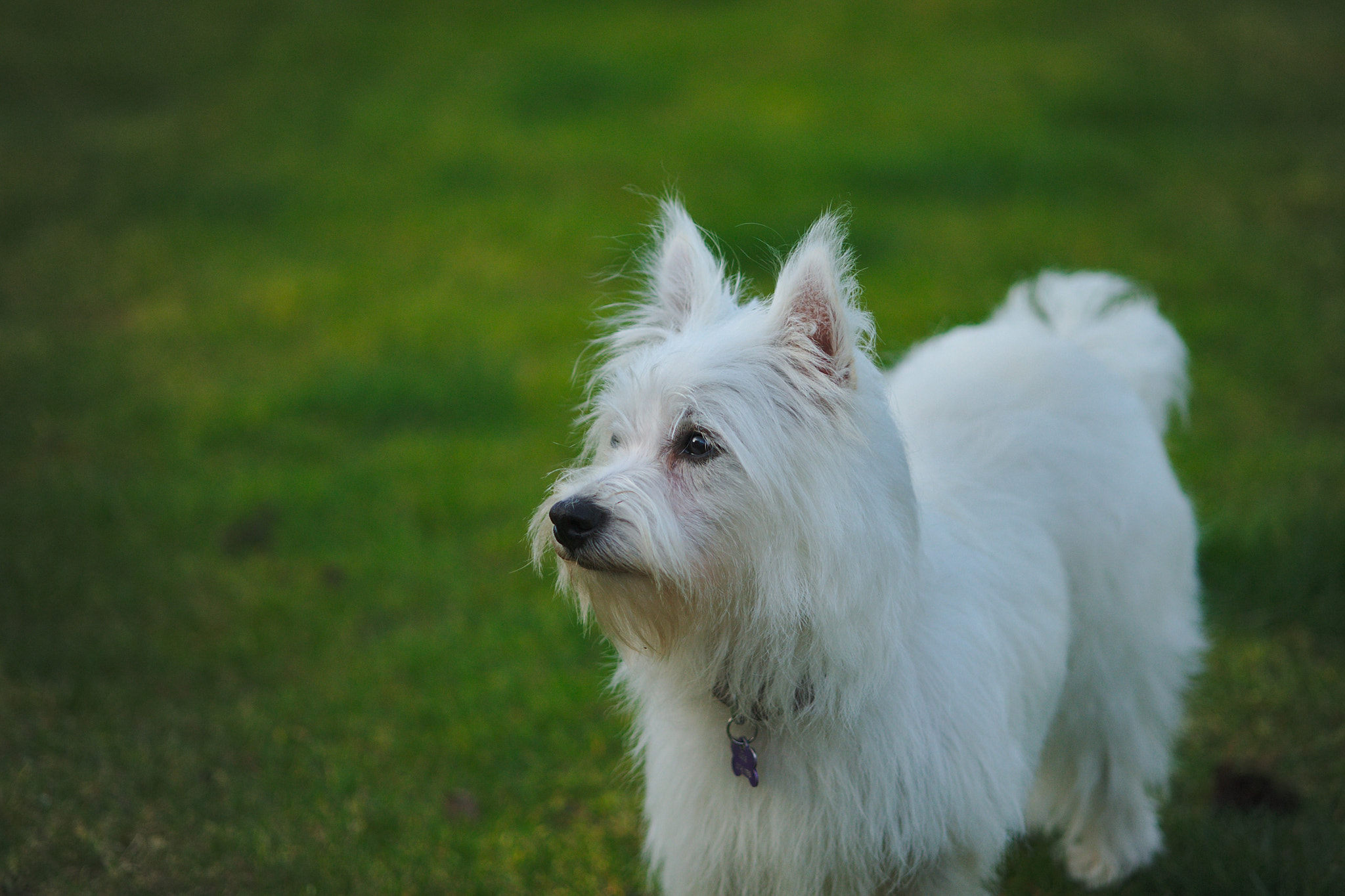 Sigma 105mm F2.8 EX DG Macro sample photo. Cassie the westie photography