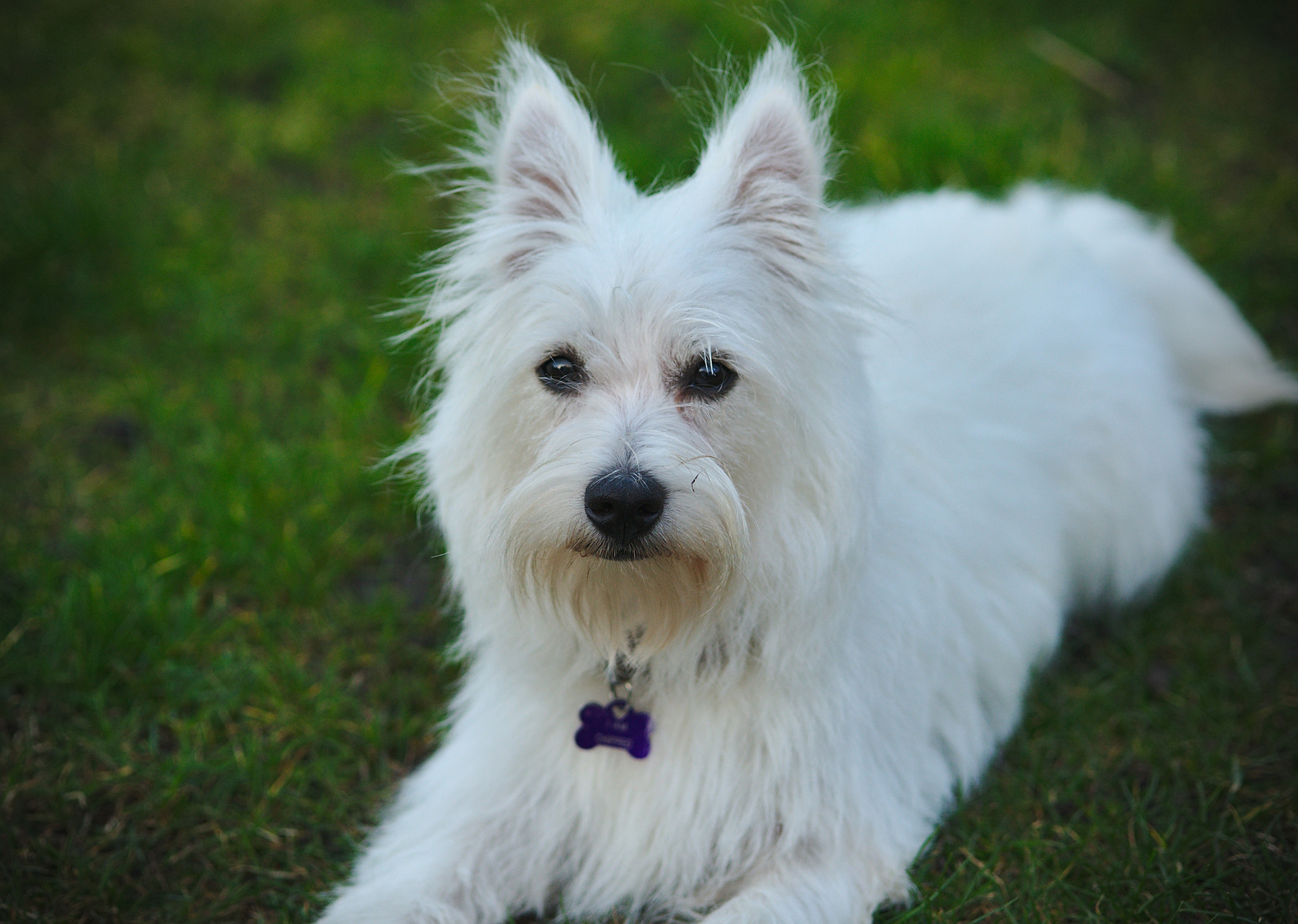 Nikon D700 + Sigma 105mm F2.8 EX DG Macro sample photo. Cassie the westie photography