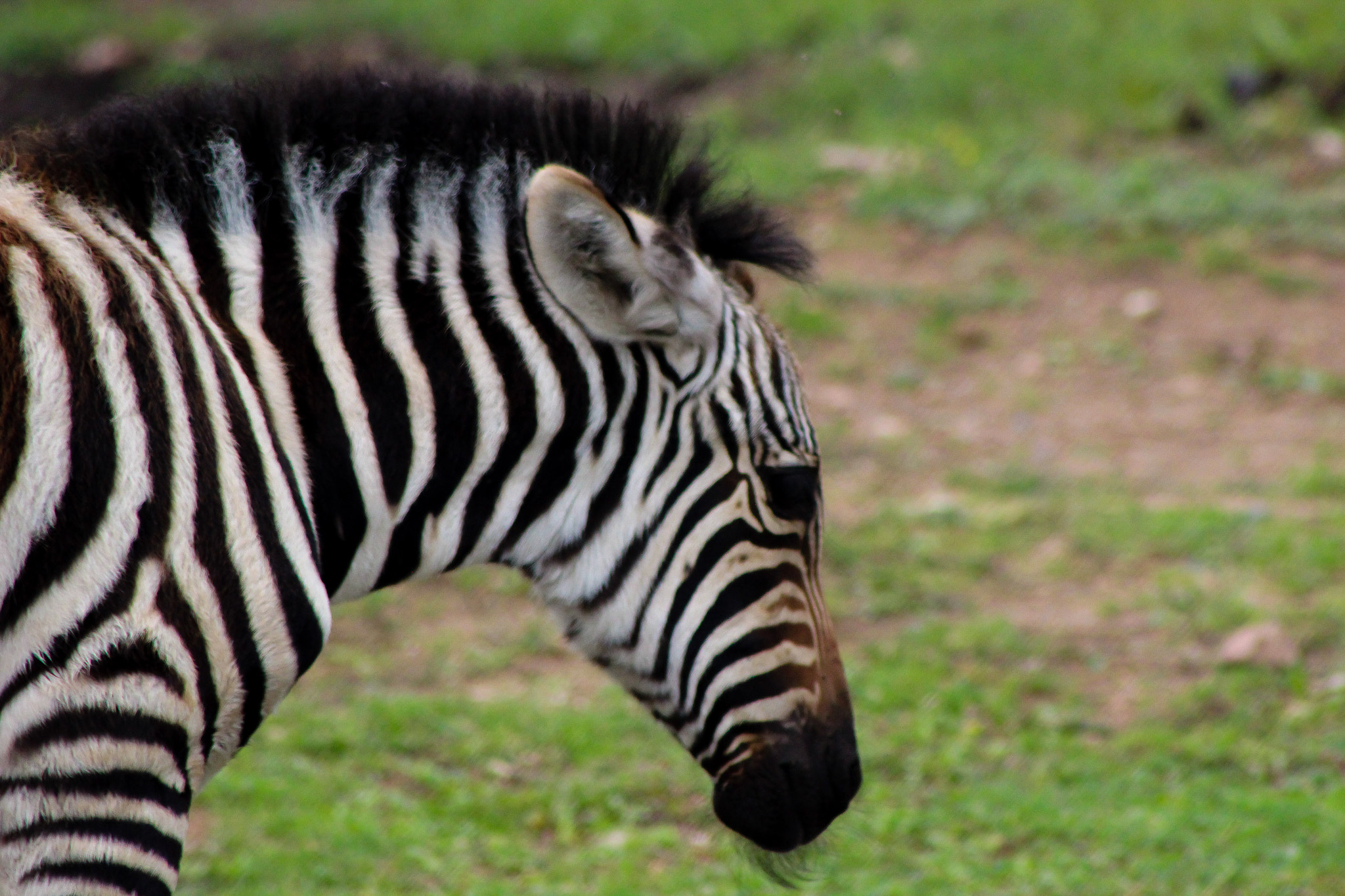 Canon EOS 600D (Rebel EOS T3i / EOS Kiss X5) + EF75-300mm f/4-5.6 sample photo. Baby zebra como zoo 9.9.16 photography