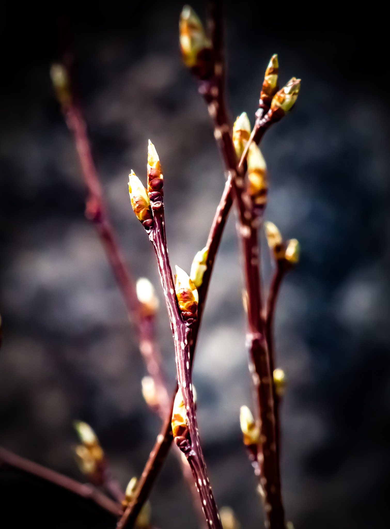 Canon EOS 600D (Rebel EOS T3i / EOS Kiss X5) + EF75-300mm f/4-5.6 sample photo. Spring quickening photography