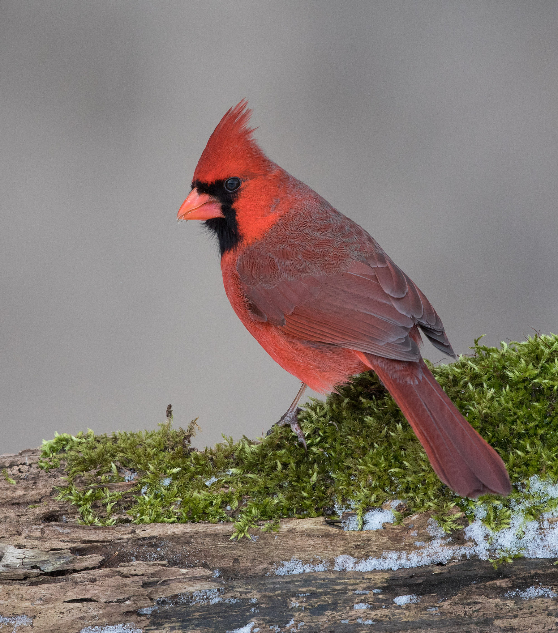 Canon EF 500mm F4L IS USM sample photo. Card photography