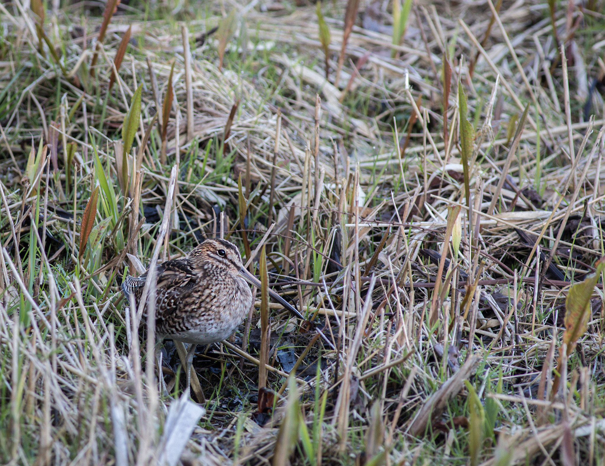 Canon EF 400mm F5.6L USM sample photo. Snipe photography