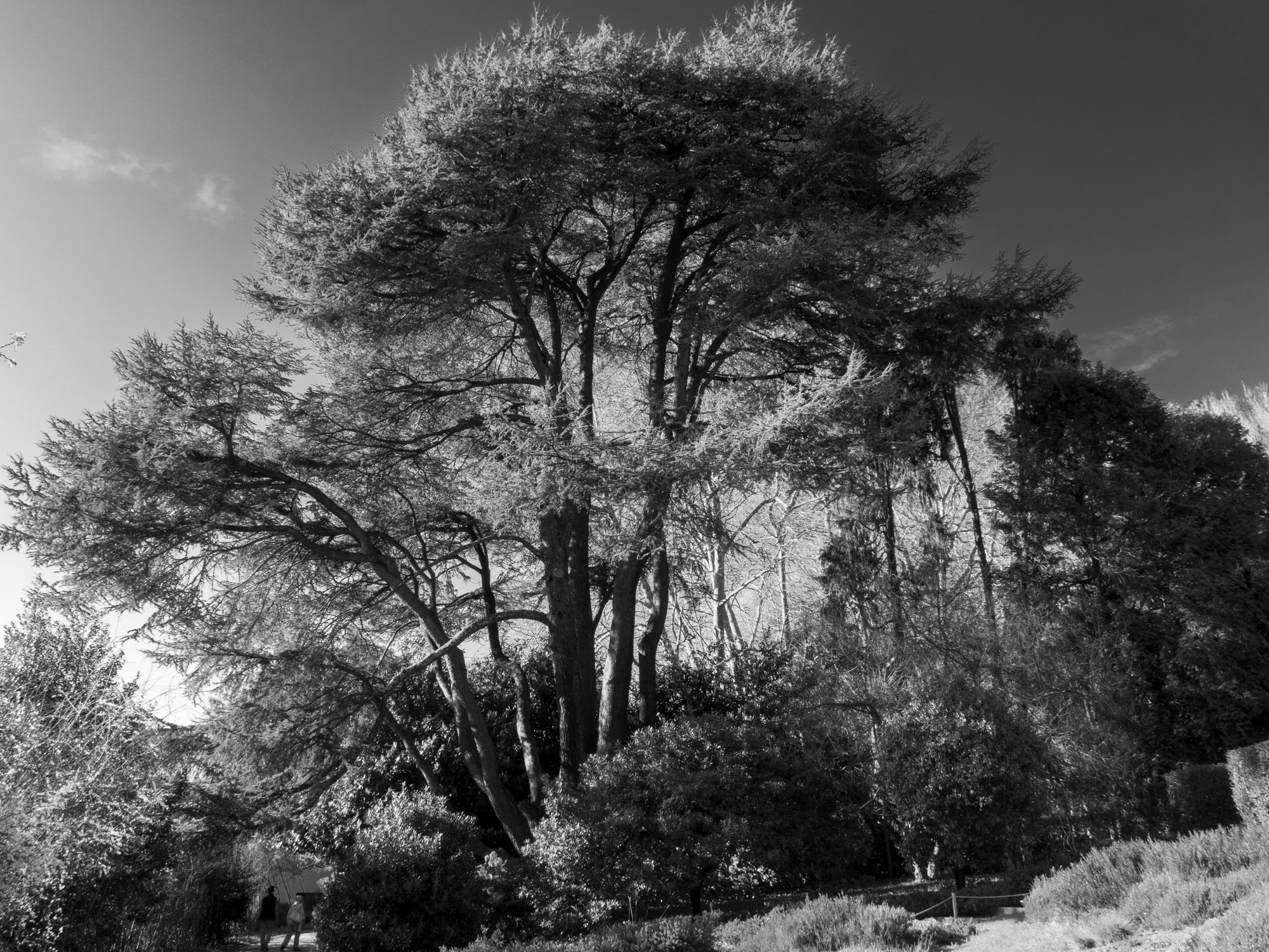 Sony Cyber-shot DSC-RX10 sample photo. Winter trees (18) photography