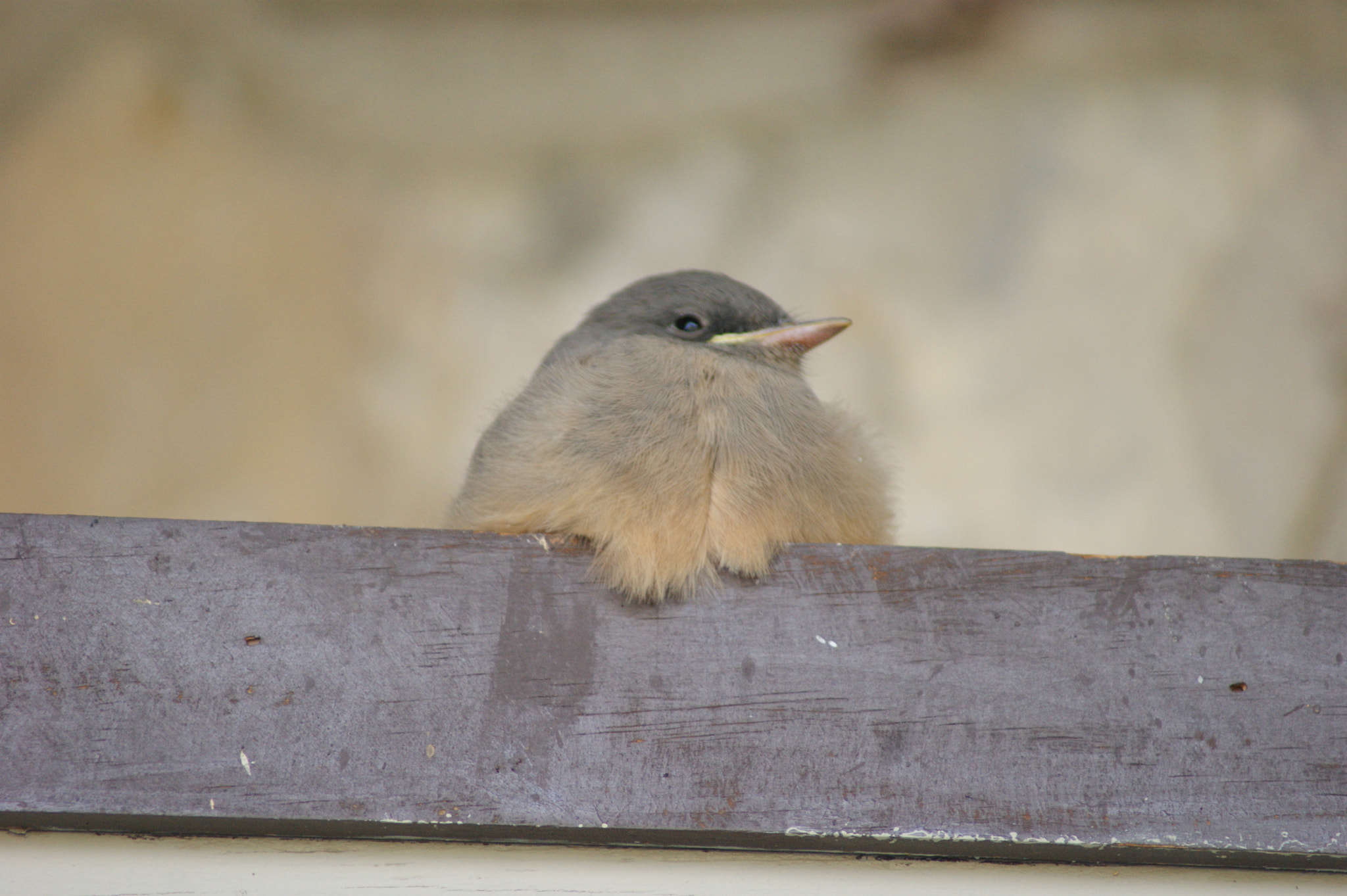 Sony 75-300mm F4.5-5.6 sample photo. Little big bird at big bend state park photography