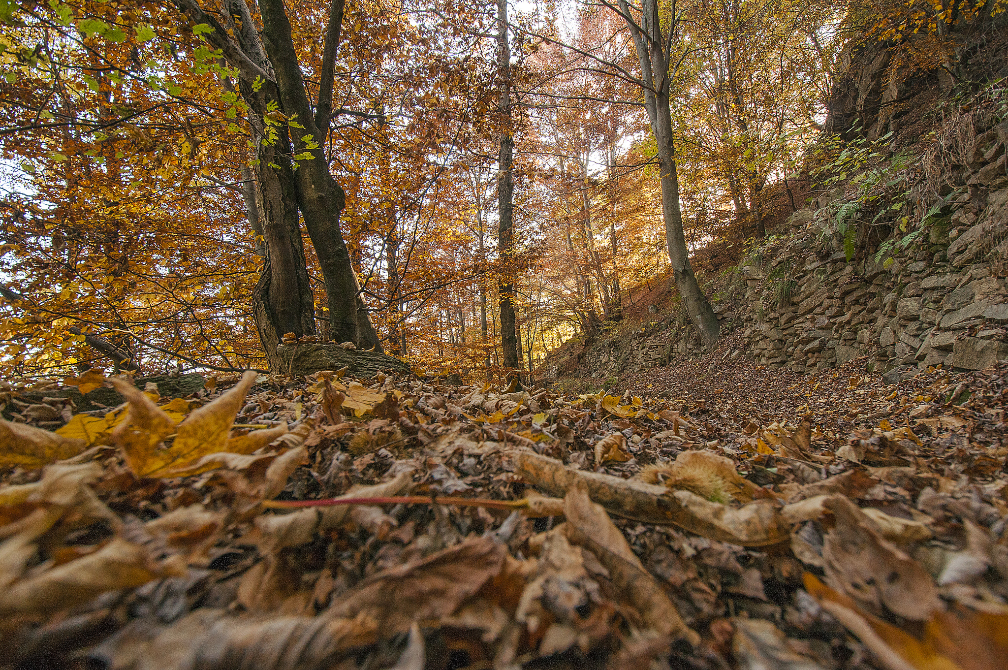 Nikon D300S sample photo. Autumn leaves photography