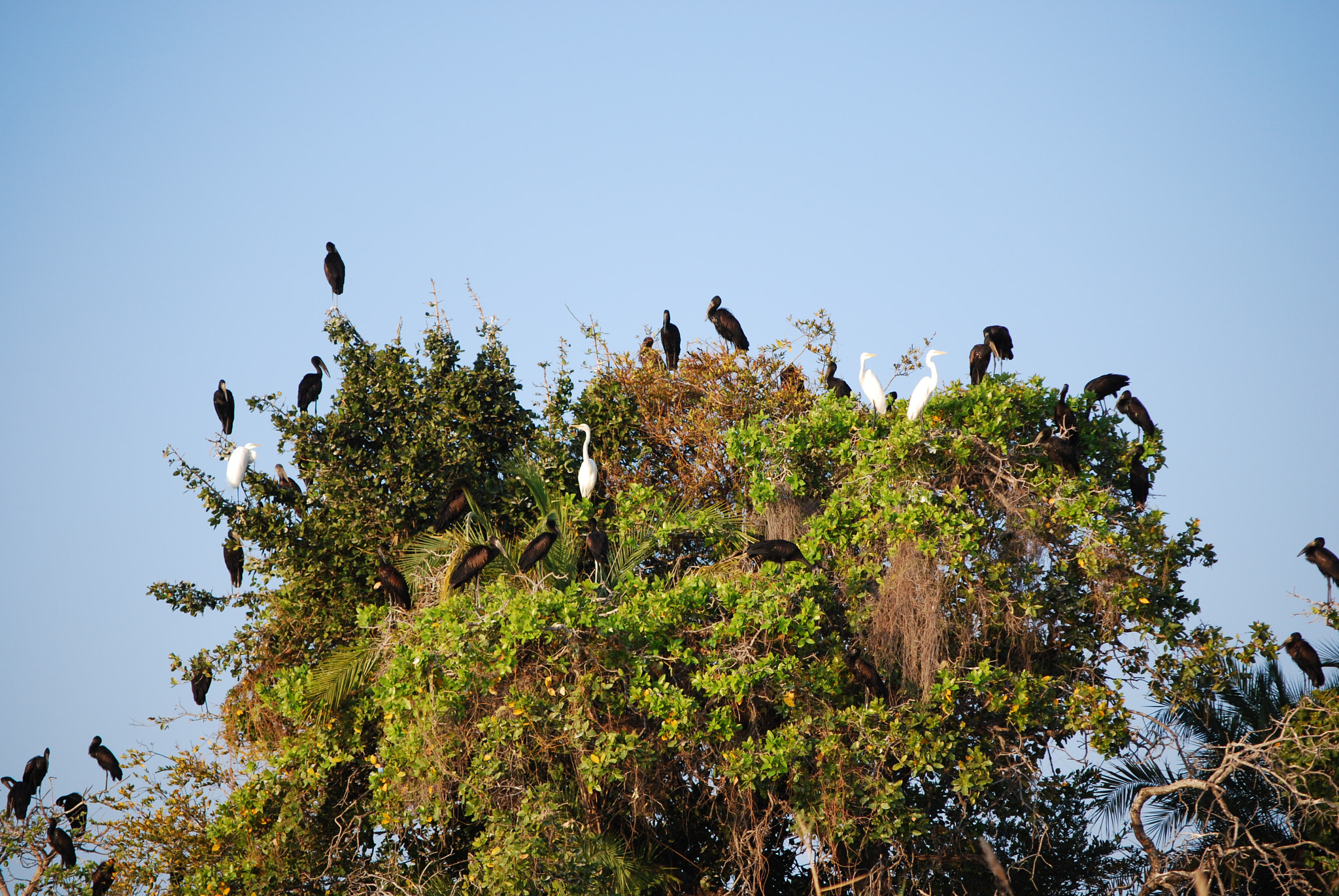 Nikon D60 sample photo. Botswana - okavango photography