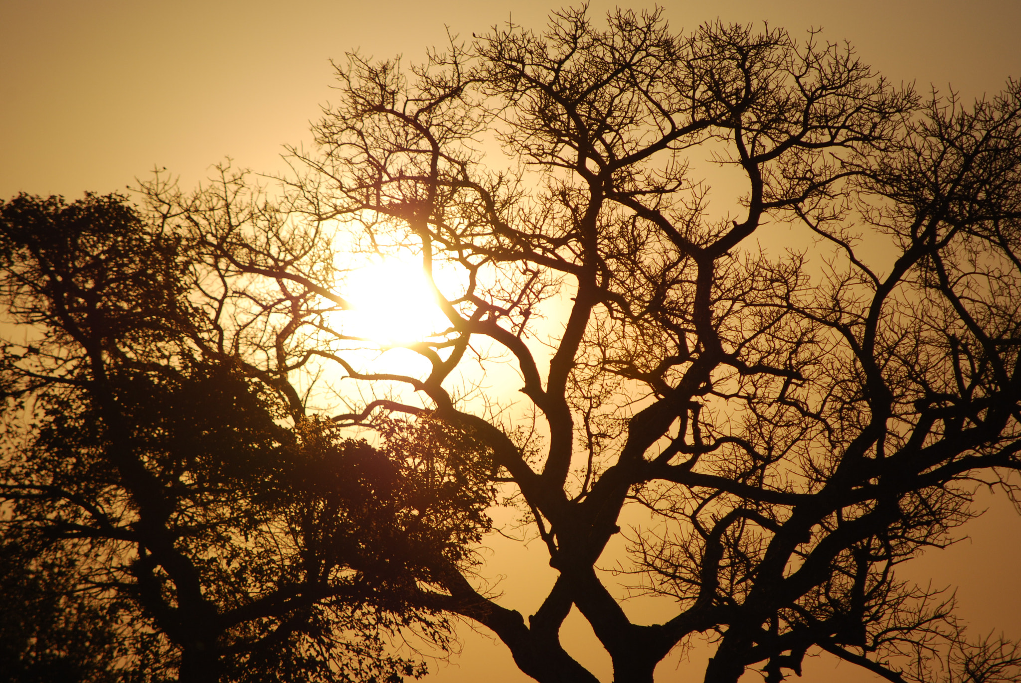 Nikon D60 sample photo. Botswana - okavango photography
