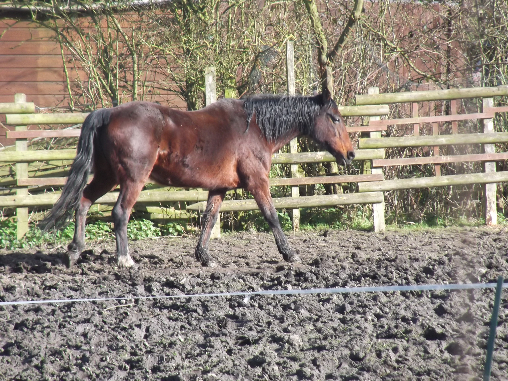 Fujifilm FinePix T350 sample photo. Horses photography