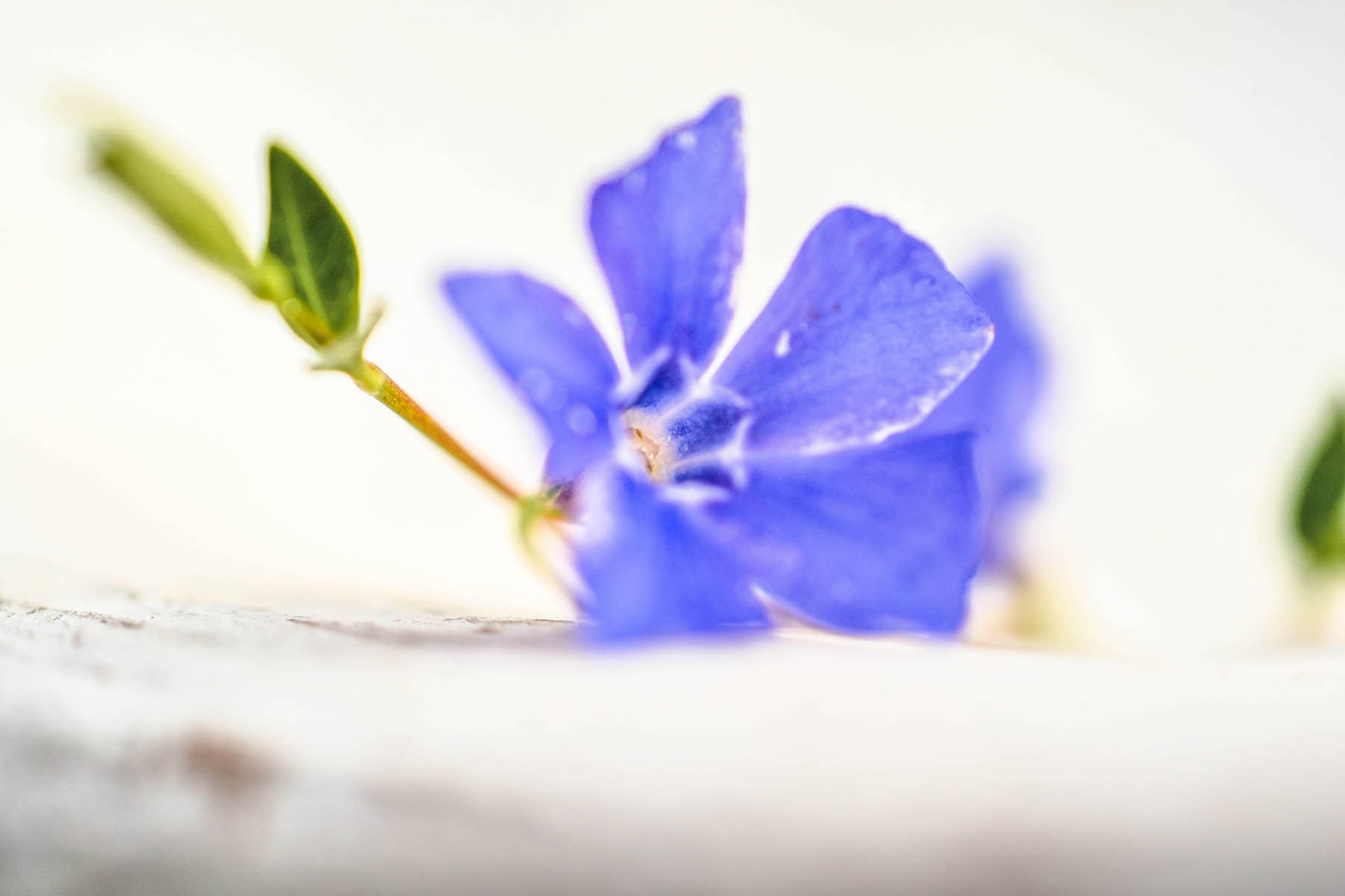 Nikon AF-S DX Micro Nikkor 40mm F2.8 sample photo. Vinca minor photography