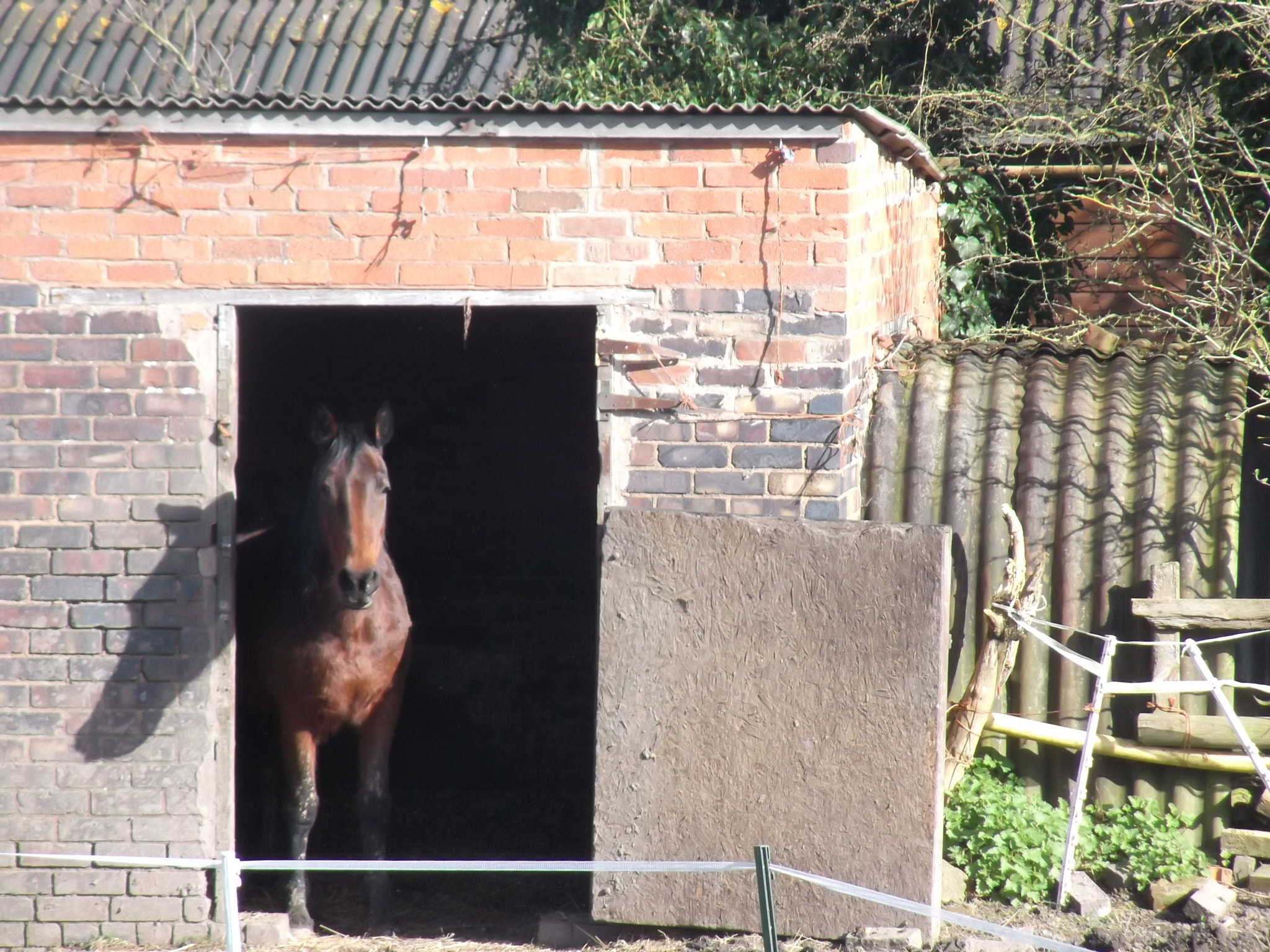 Fujifilm FinePix T350 sample photo. Horses photography