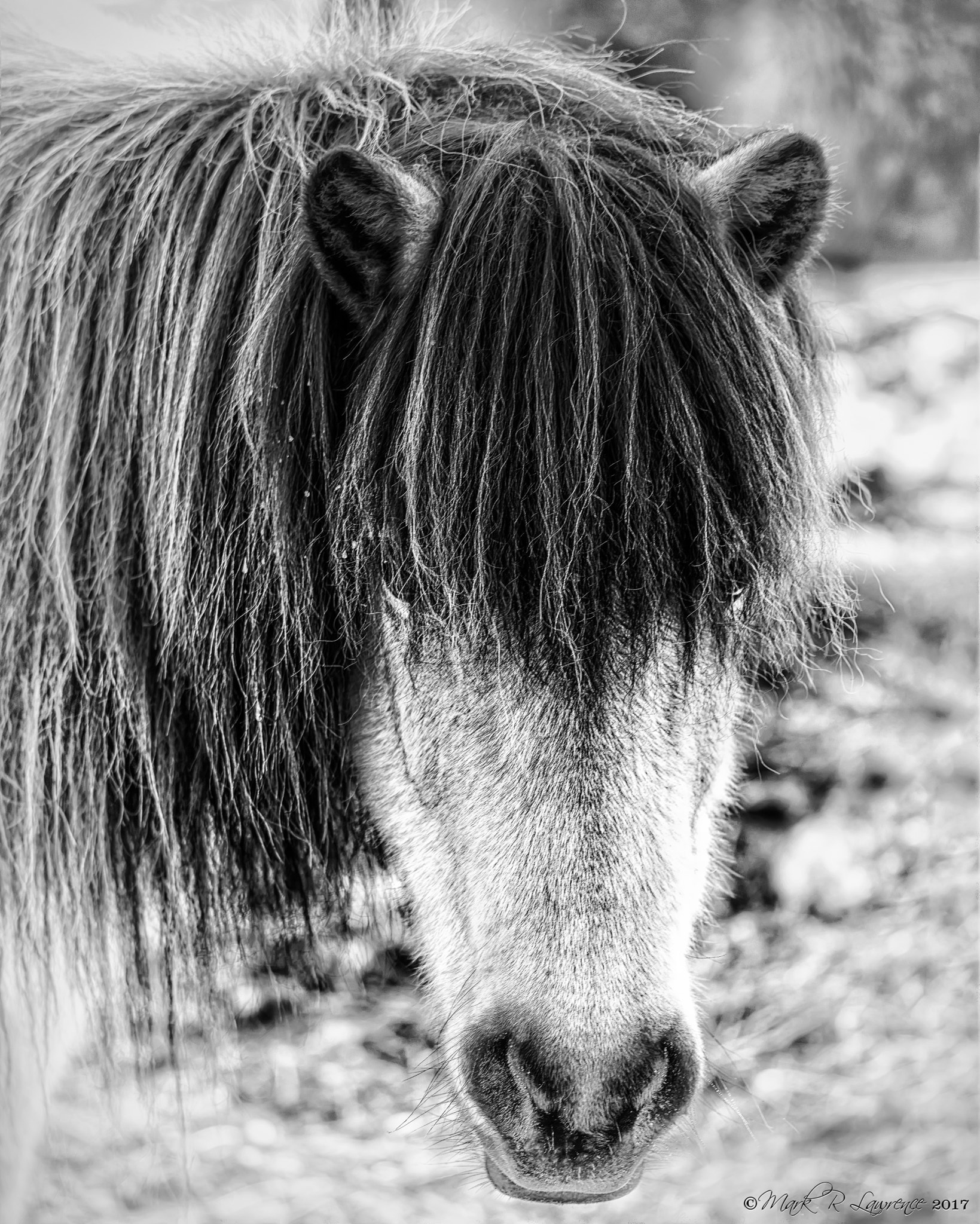 Nikon D810 sample photo. Bw buckskin mare photography