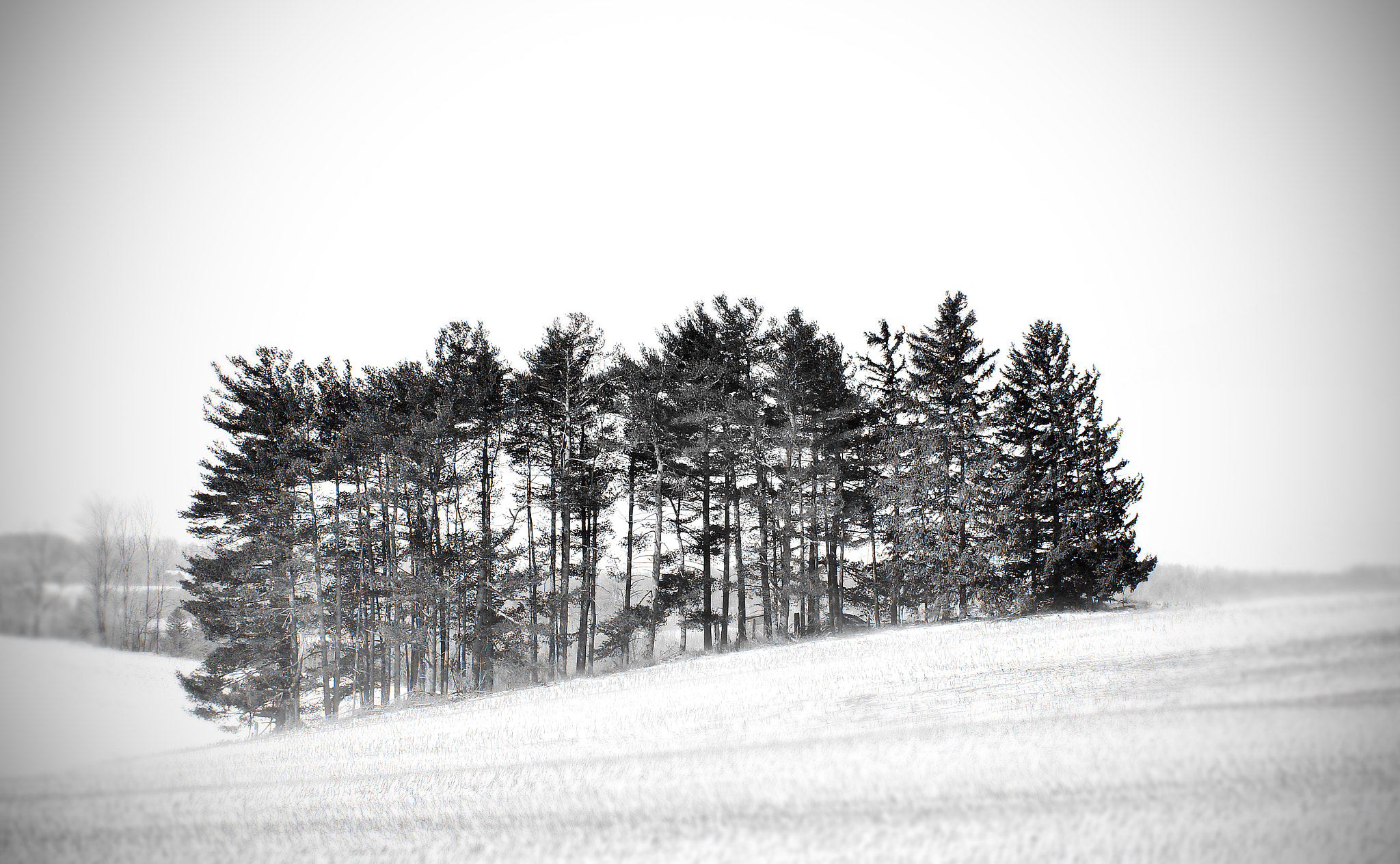 Nikon D800 sample photo. Gathering photography