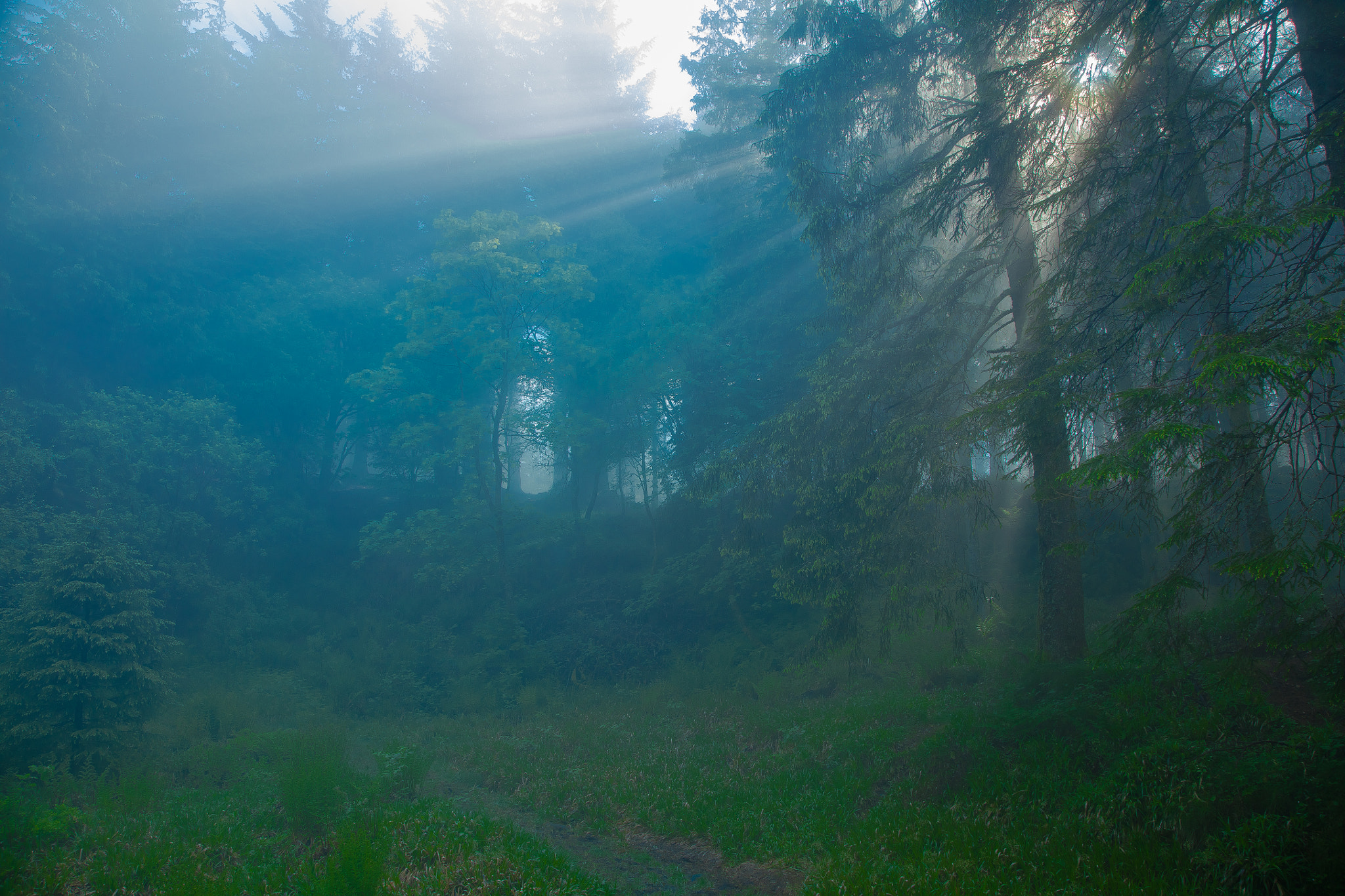 Canon EOS 5DS R sample photo. Summer morning sunbeams photography