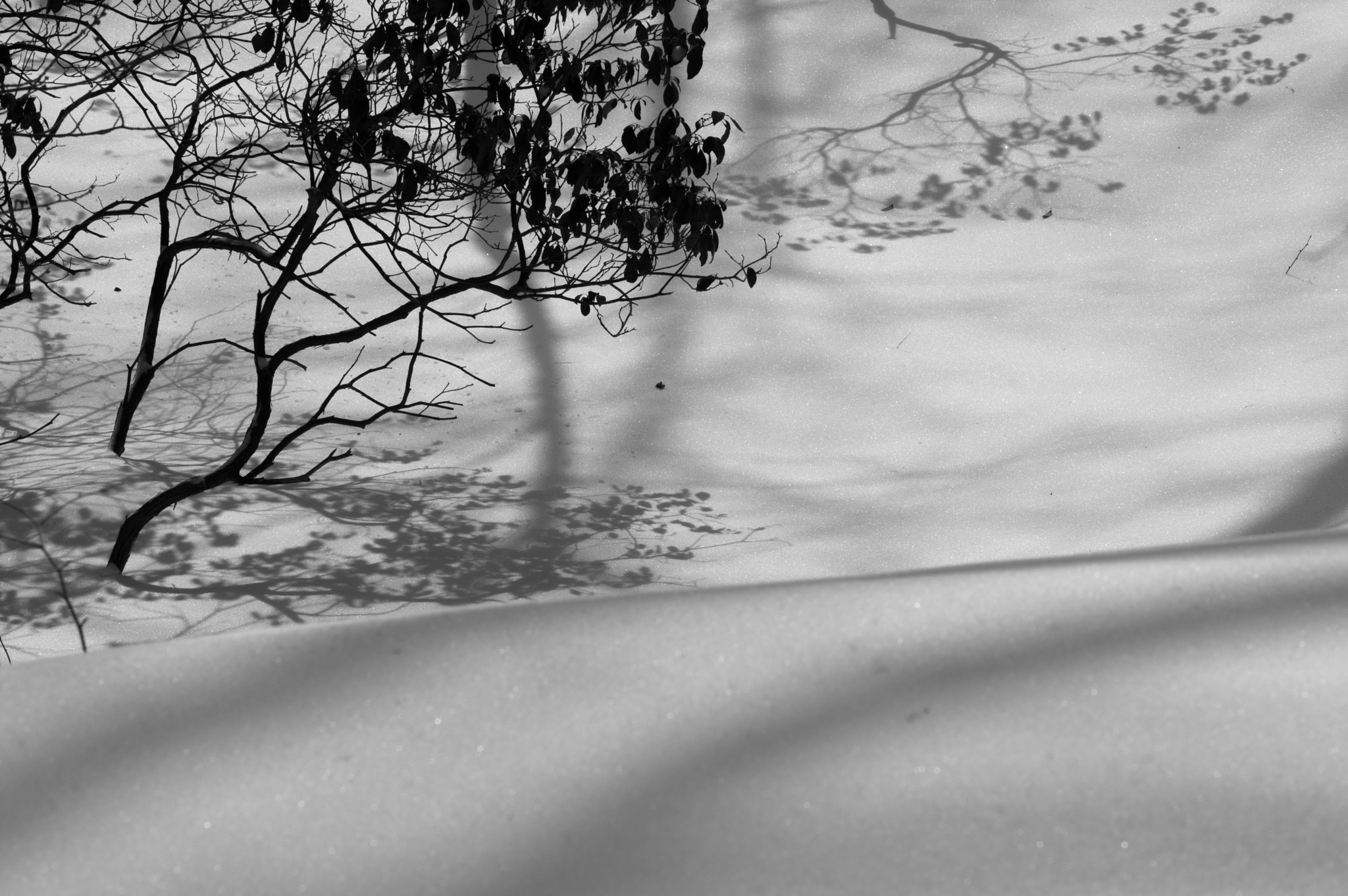 Pentax smc D-FA 100mm F2.8 Macro WR sample photo. Mountain laurel shadows on fresh snow photography