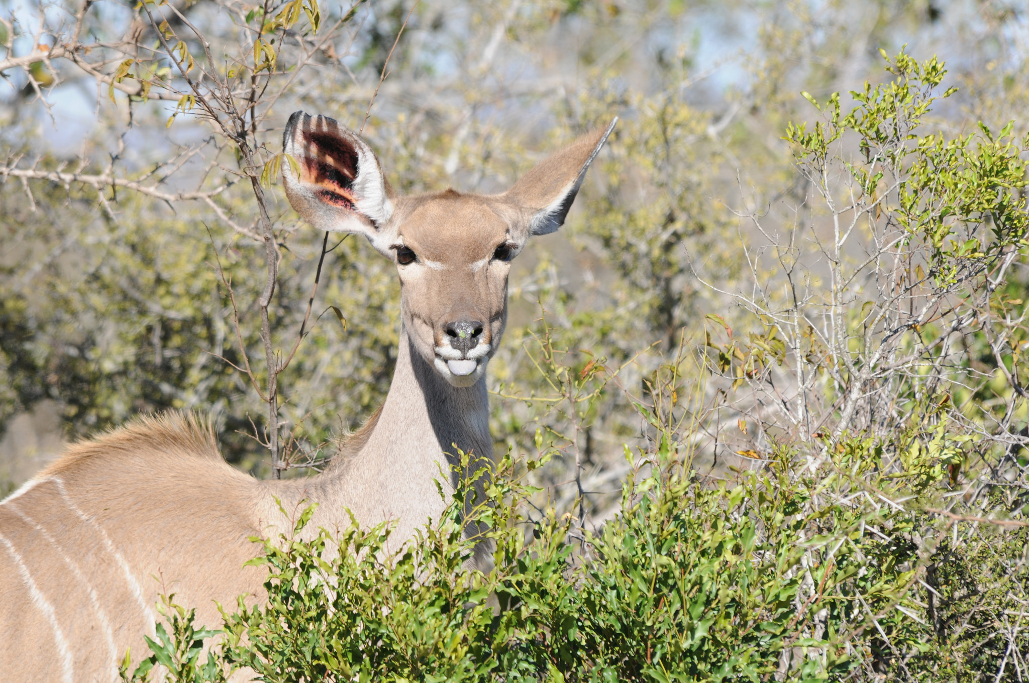 Nikon D300 sample photo. South africa photography