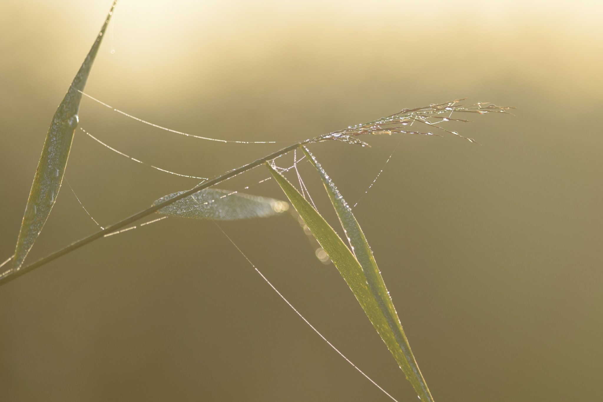 Nikon D5300 sample photo. Dew. photography