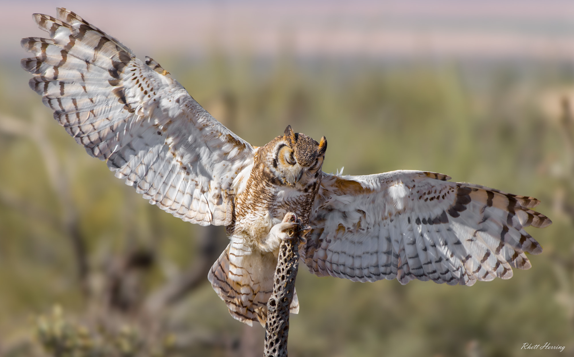 Canon EOS-1D X sample photo. Great horned owl in flight photography