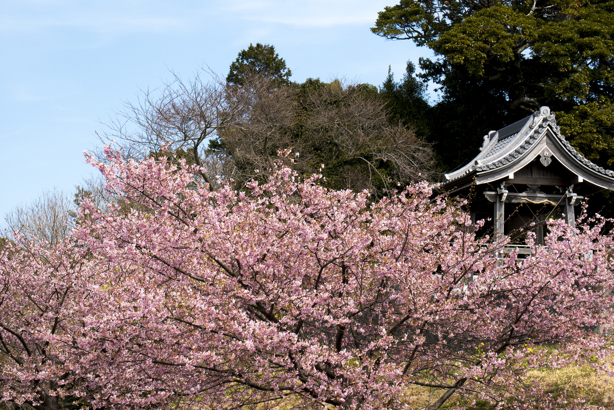 Panasonic Lumix DMC-GM5 + Panasonic Leica DG Macro-Elmarit 45mm F2.8 ASPH OIS sample photo. Spring photography