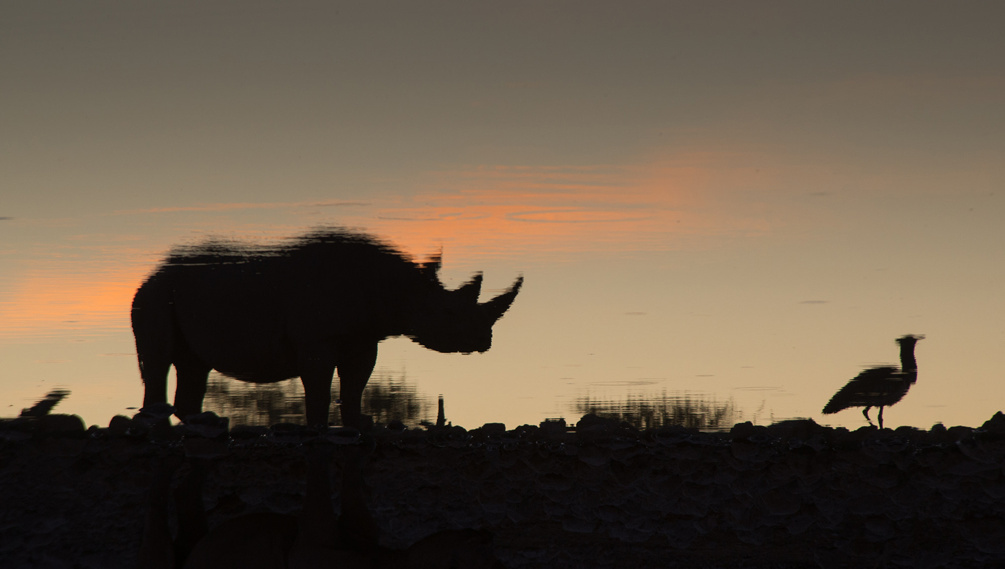 Nikon D600 sample photo. Diceros bicornis, etosha nat. park, namíbia photography