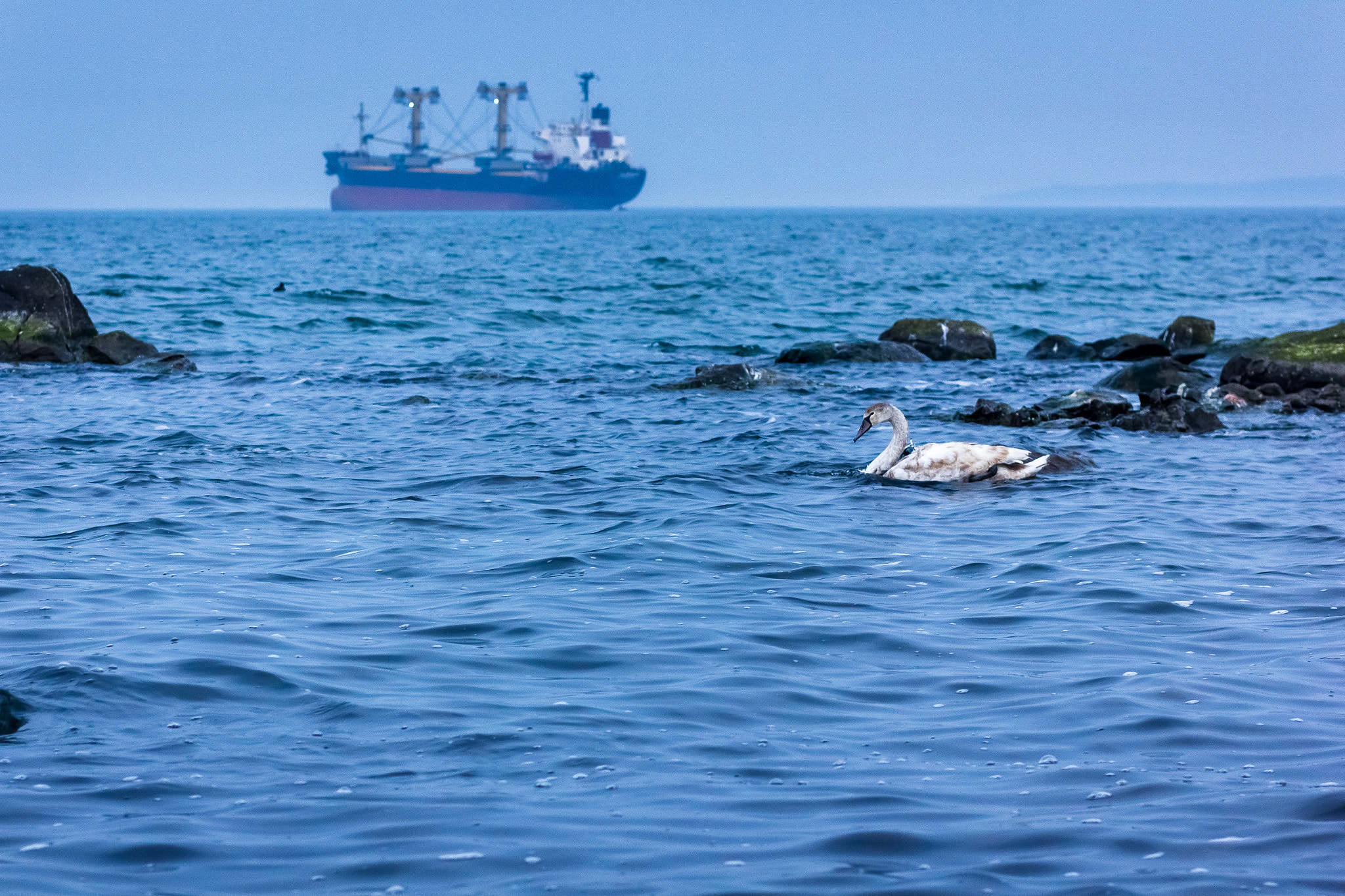 Canon EOS 550D (EOS Rebel T2i / EOS Kiss X4) + Canon EF 85mm F1.8 USM sample photo. Black sea swan photography
