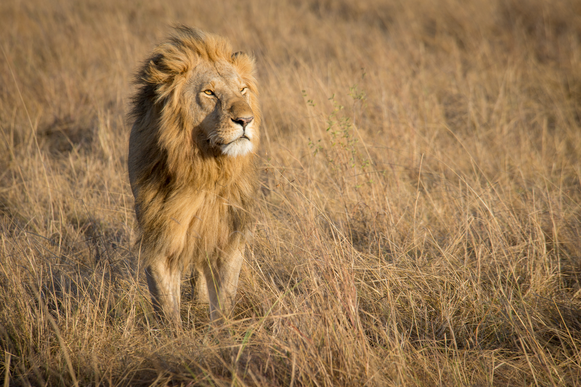 Nikon D600 sample photo. Panthera leo, masai mara, kenya photography