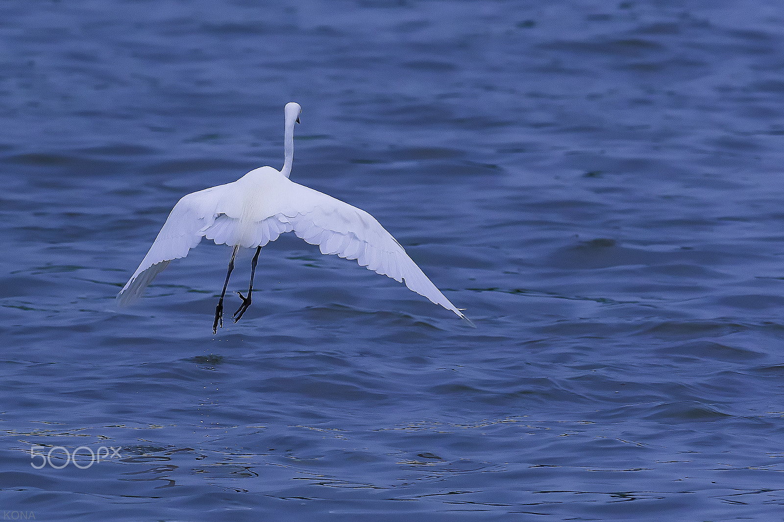 Nikon AF-S Nikkor 400mm F2.8G ED VR II sample photo. Sagi      32649538583.jpg photography