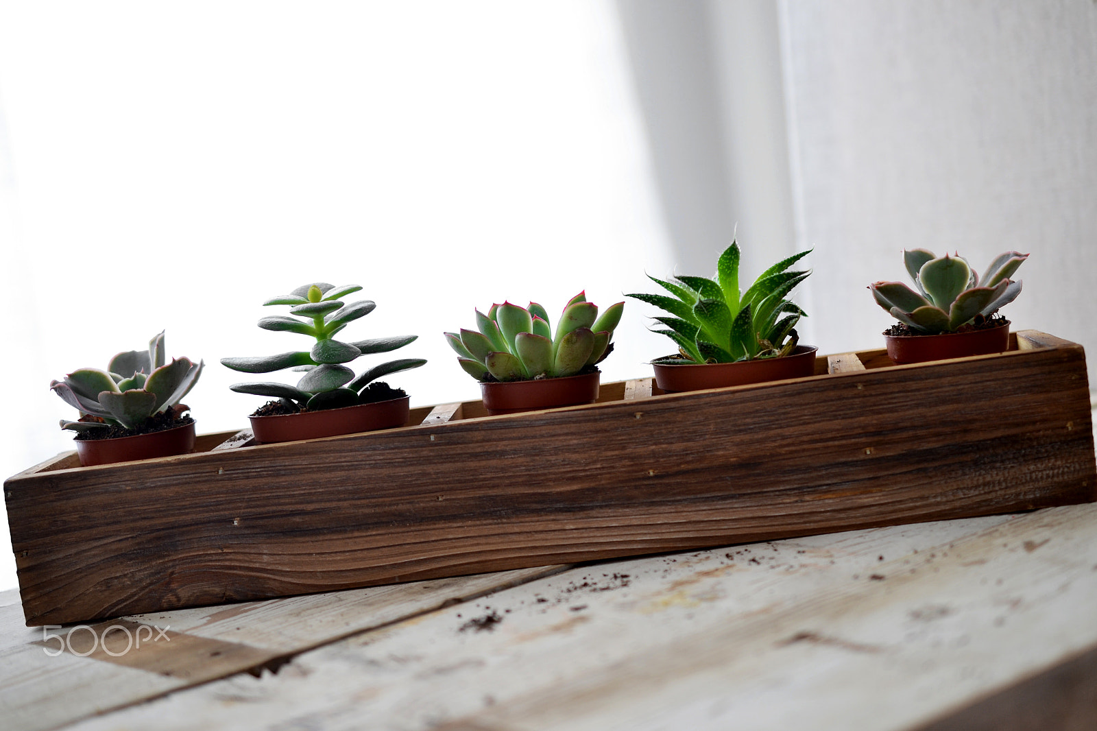 Nikon AF-S DX Micro Nikkor 40mm F2.8 sample photo. Succulent planter photography