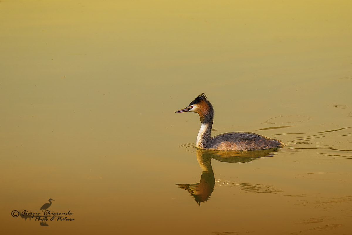 150-600mm F5-6.3 DG OS HSM | Sports 014 sample photo. Svasso maggiore (podiceps cristatus) photography