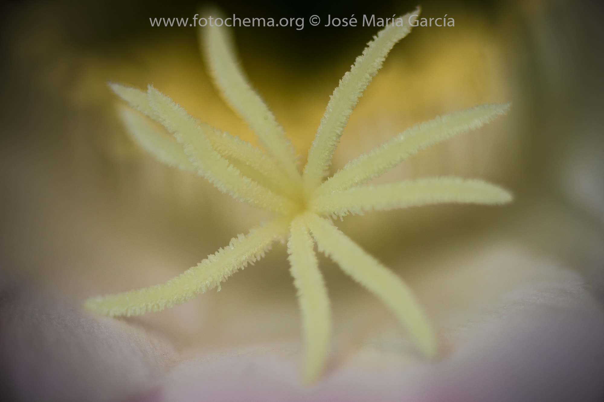Tamron SP AF 90mm F2.8 Di Macro sample photo. Efímera photography