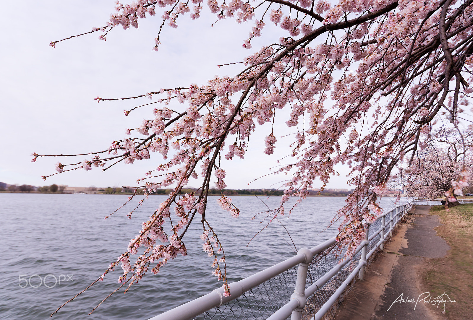 Nikon D750 + Nikon AF-S Nikkor 18-35mm F3.5-4.5G ED sample photo. Cherry blossom photography