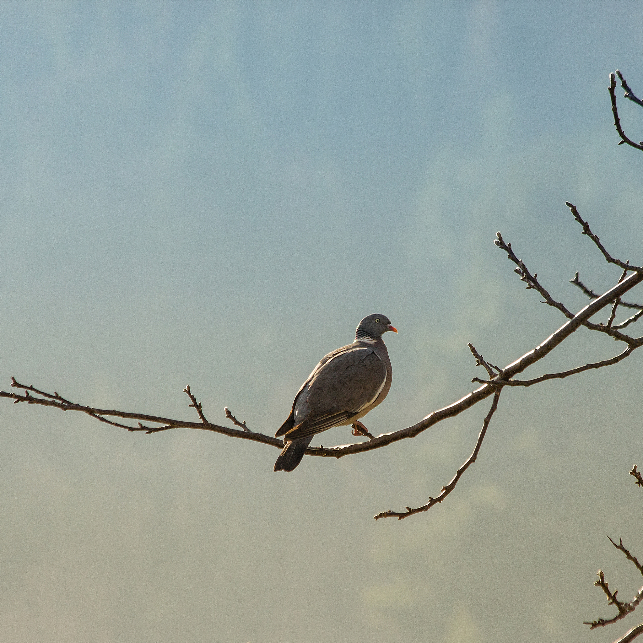 Canon EF 70-300mm F4-5.6 IS USM sample photo. Woodpigeon in spring photography