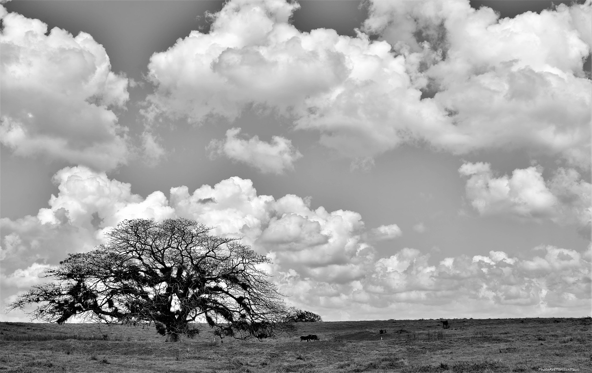 Nikon AF-S Nikkor 24-120mm F4G ED VR sample photo. Wonderful tree photography