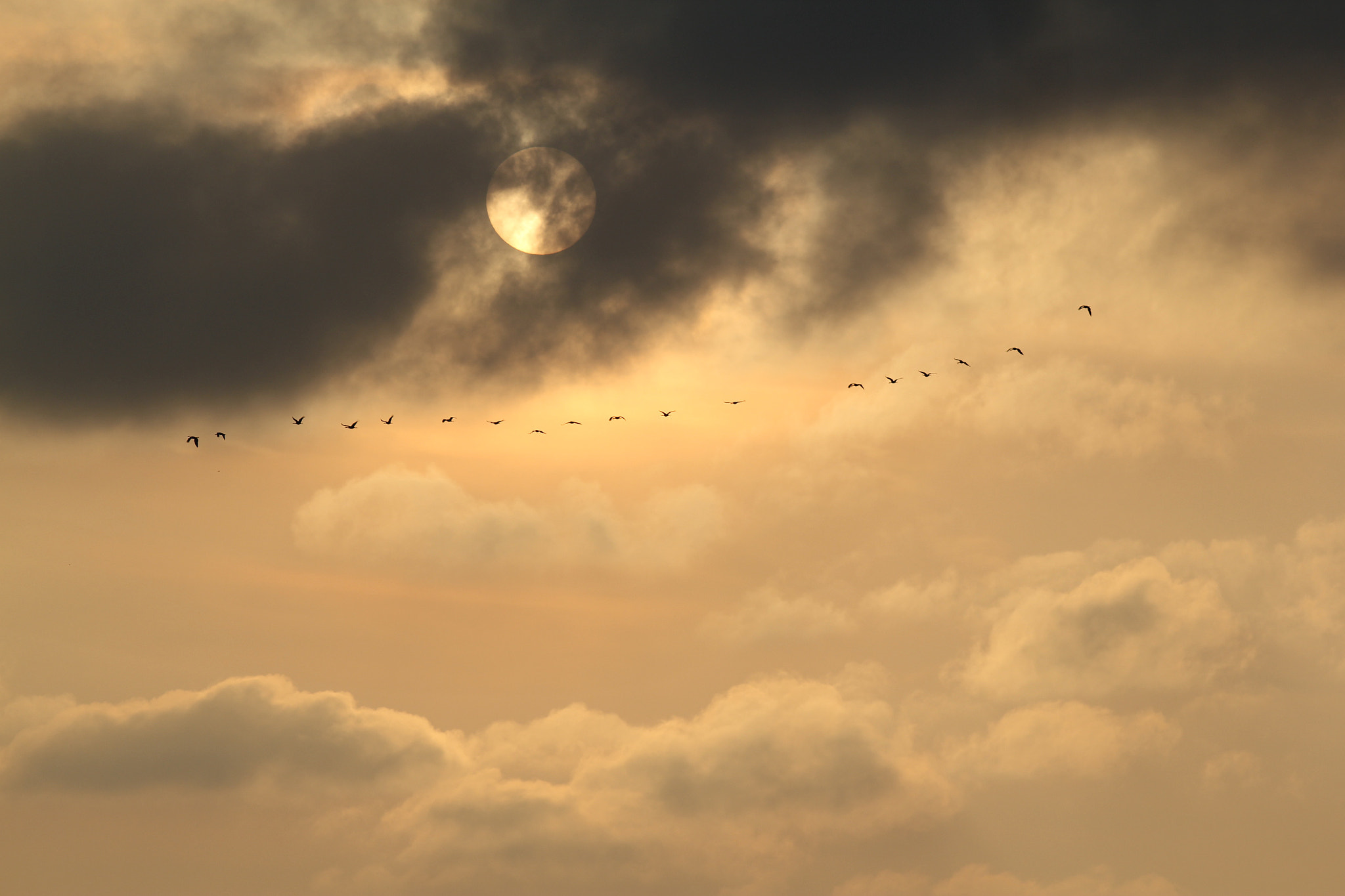 Canon EOS 60D sample photo. Sandhill cranes photography