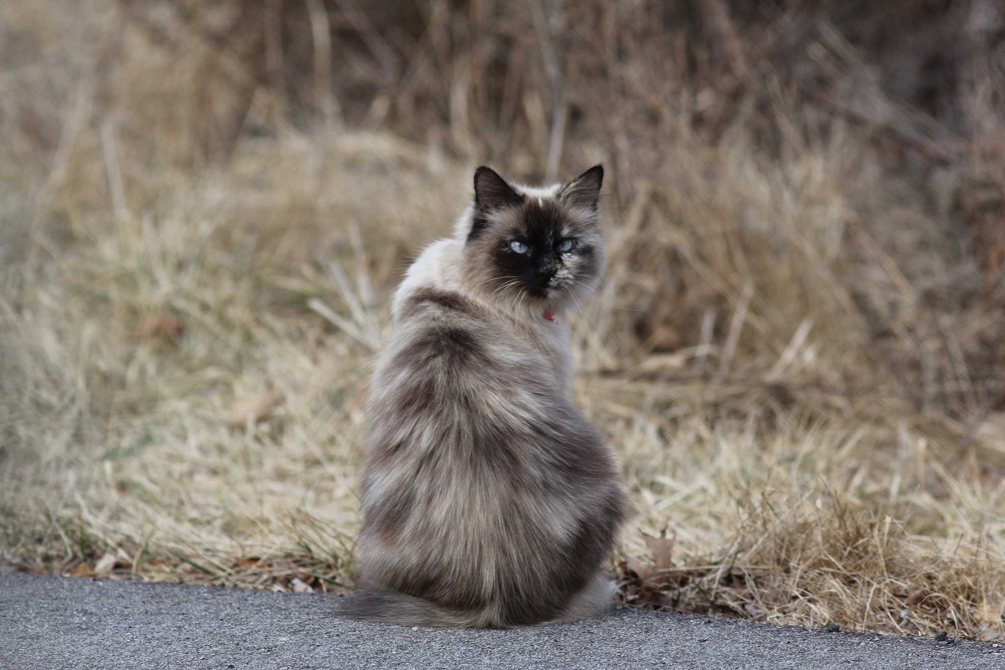 Canon EOS 60D + Canon EF 200mm F2.8L II USM sample photo. Mist the cat photography